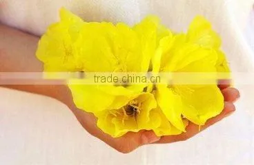 Medical Industries Supplier Organic Evening Primrose Oil NSF photo-2