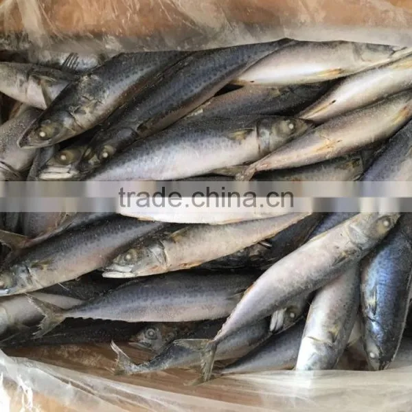 Chinese Frozen Seafood Frozen Fish photo-3