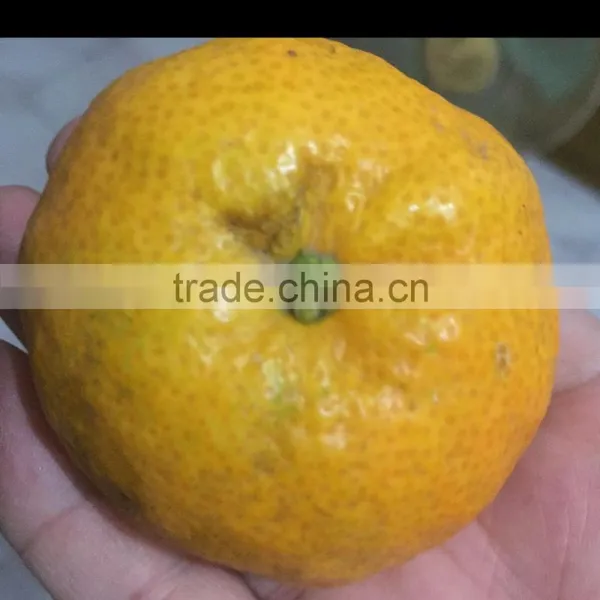 In 2016 Xinyu Fresh Orange Fragrant and Sweet Bright Red High Sugar photo-5