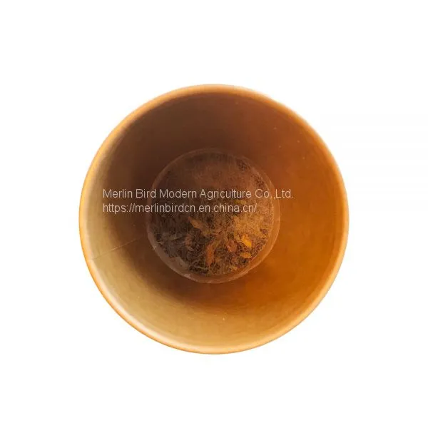 Chinese Herbal Tea Leaves Flower Tea in Cups photo-2