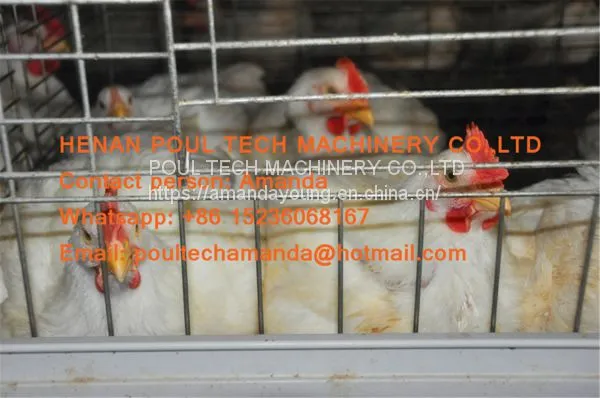 Saudi Arabia Broiler Farming A Frame Full Automatic Broiler Cage & Chicken Coop & Hot Galvanized Cage to Improve Meat Production photo-2