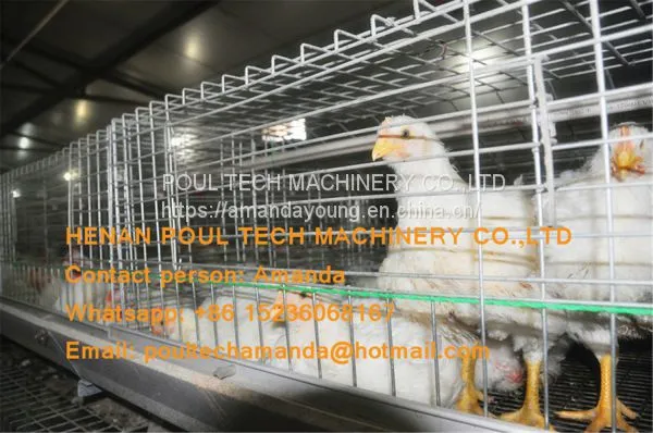 Vietnam Poultry Farm A Type Battery Broiler Cage System & Chicken Cage & to Improve Chicken Meat Production photo-2