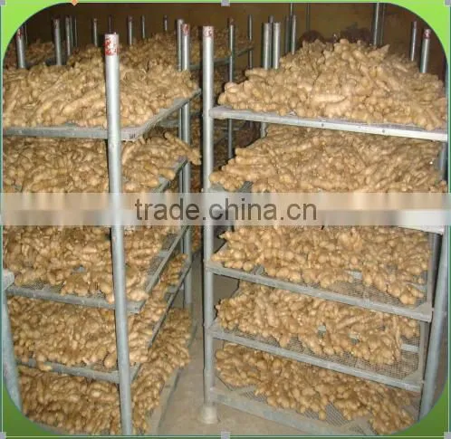 GINGER PRICE IN CHINA photo-3