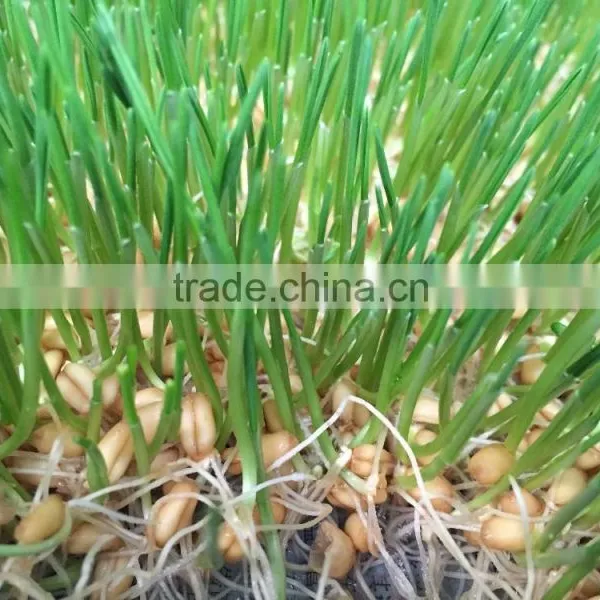 Hydroponics Animal Fodder Machinprofessional Automatic Oat Rooting Machine /bean Budding Machine/animal Fodder Sprouting Machine photo-5