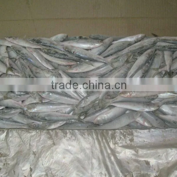 Frozen Sardine Whole Round photo-2