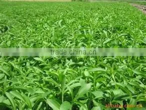 500g Natural Sweetener Stevia Rebaudiana 97% Rebaudioside A Stevia Extract RA97% Stevia Leaf Extract With KOSHER, ISO, IFRC ASIA photo-4