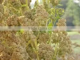 BULK QUINOA photo-5