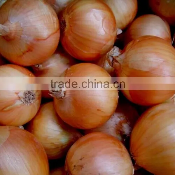 Best Pearl Onions Fresh Yellow Onion Types Low Price for Sale photo-3