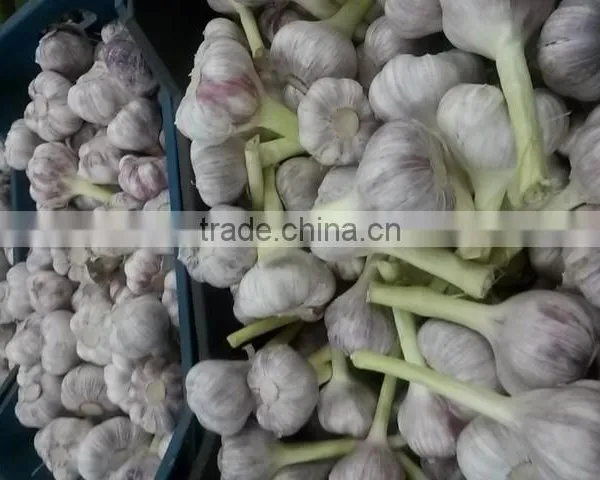 Liliaceous Vegetabless Product Type and Garlic 2017 photo-5