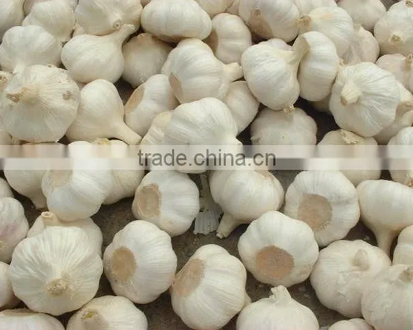New Style Automatic Electric Normal Garlic Shallot Skin Removing Peeler Peeling Machine photo-4