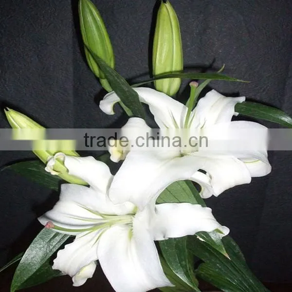 Hot Sale Fresh Cut Lily Flowers From Original Flower Plants photo-4