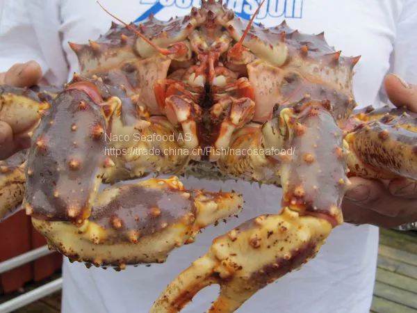 Norwegian Red King Crab, King Crab Legs With Clusters,Live Red King Crab Mud Crab, Live Dungeness Crab photo-3
