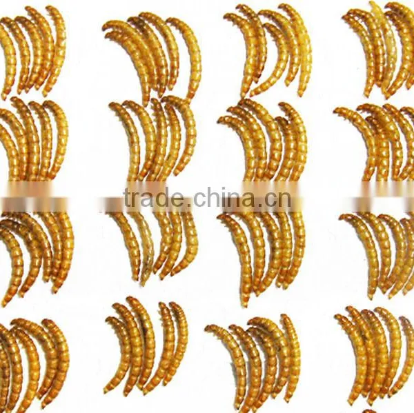 Pet Food Factory Birds Food Meal Worm photo-2