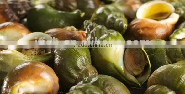 Jade Whelk photo-2