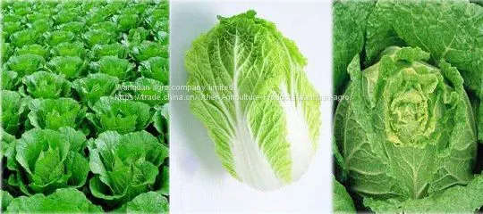 fresh cabbage