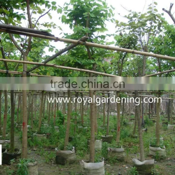 Bauhinia Variegata Tropical Trees photo-2