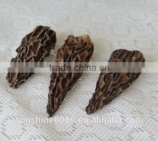 Morel Mushroom and Free Shipping With Morel Mushroom