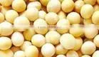 Soybean