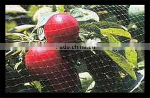 Stretched Plastic Netting | Fence to Protect Agriculture and Plants photo-4