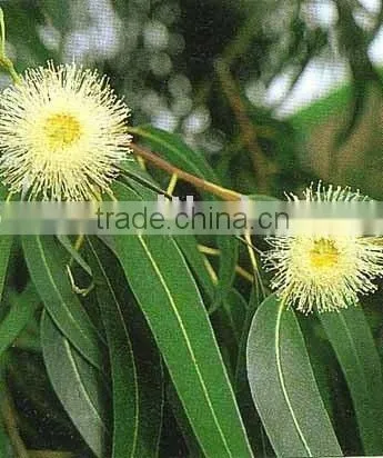 Eucalyptus Oil ( Complies to IP )
