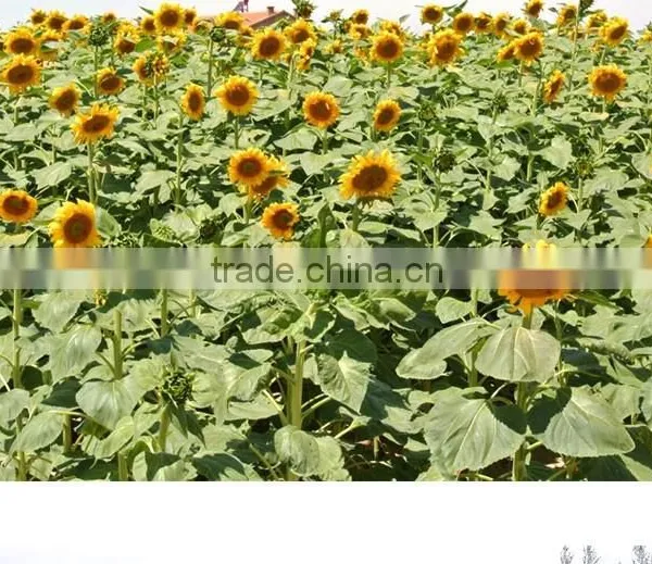 230~300pcs Sunflower Seeds 363 ,5009 photo-3