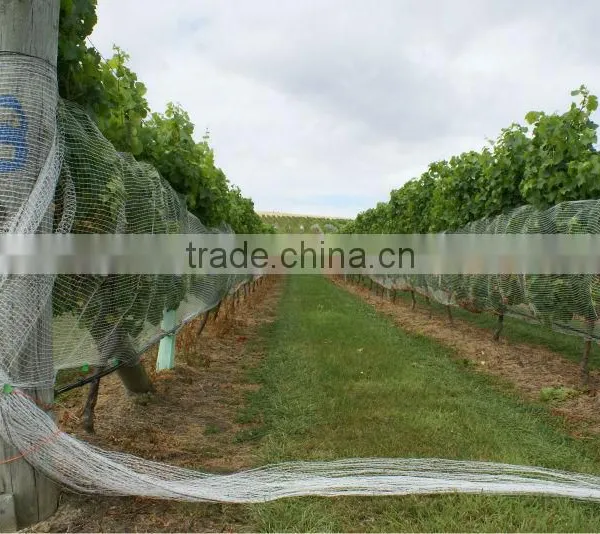 (20 Years Shanghai Factory) Hot Season , New Arrival, Agriculture HDPE Knotted Mesh Vineyard Net , 24 GSM / 20101-24 photo-4