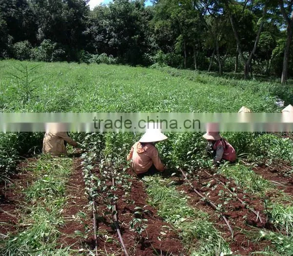Vietnamese High Quality GREEN TEA photo-4