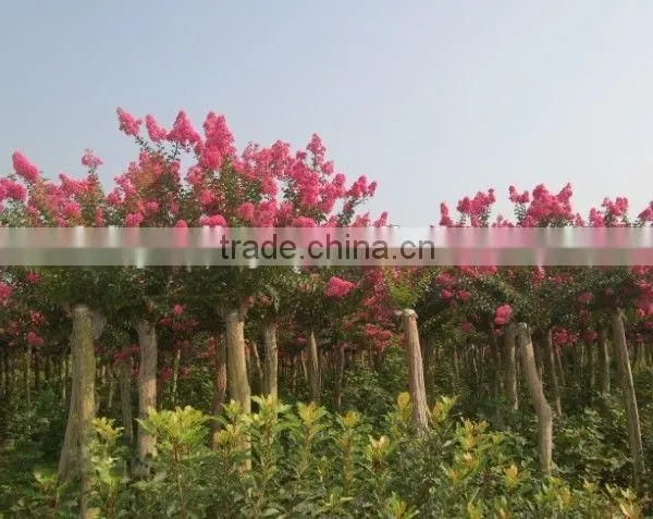 Heirloom Lagerstroemia Crape Myrtlette Crepe Myrtle Dwarf Shrubs Bonsai Red Bulk Seeds photo-4