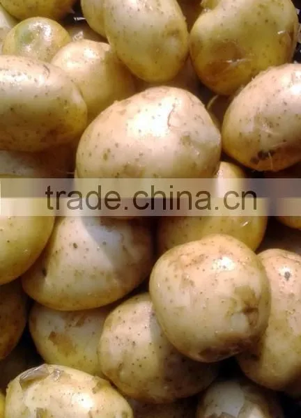 Fresh Potato From Bangladesh