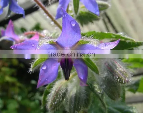 Best Price and Quality Cold Pressed Organic Borage Oil Bulk Plant Extract photo-3