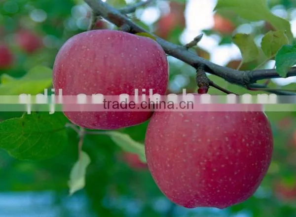 Chitosan for Agriculture Plant Soil Regulator and Root Promotor photo-5