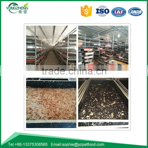 Bird Food of Dried Mealworm photo-4