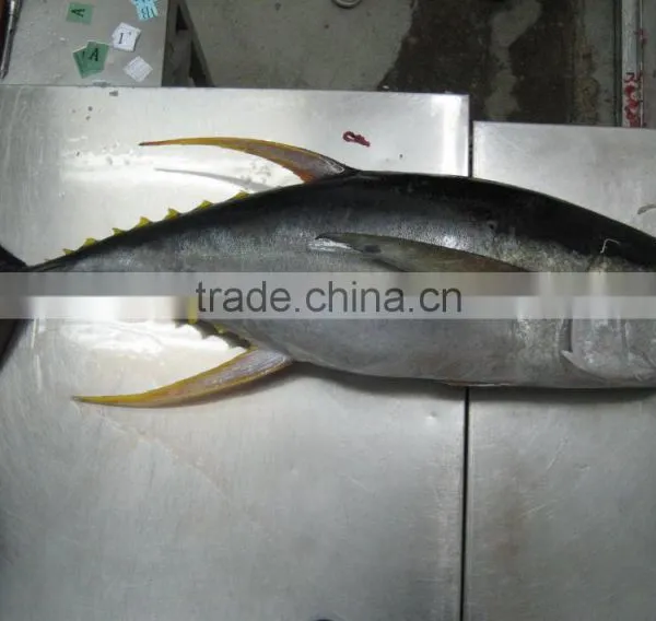 Thunnus Albacares photo-5