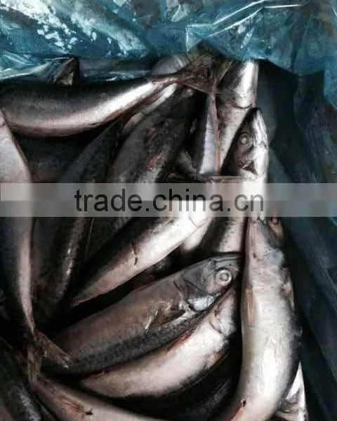 Iran Fish Frozen Mackerel photo-2