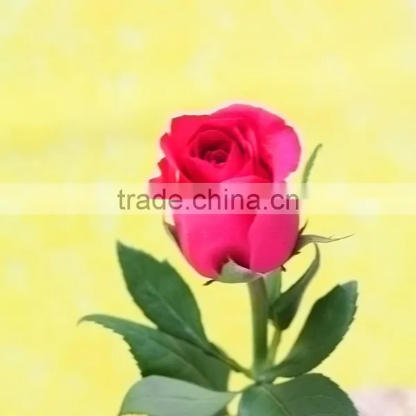 Rose-wholesale Wedding Decorations Wholesale China Fresh Cut Pink Rose Flowers Rose for Sale photo-5