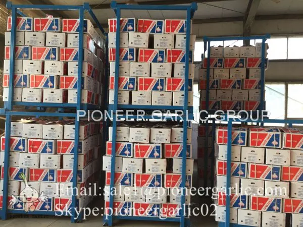 4.5cm 5cm 5.5cm Normal White Garlic Small Packing 1n 10kg Carton Box