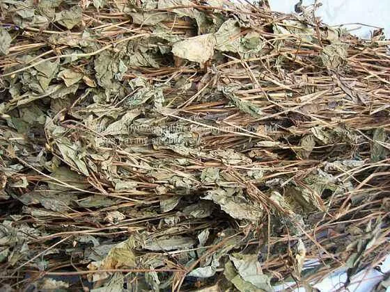 Herbal Medicine Houttuynia photo-4