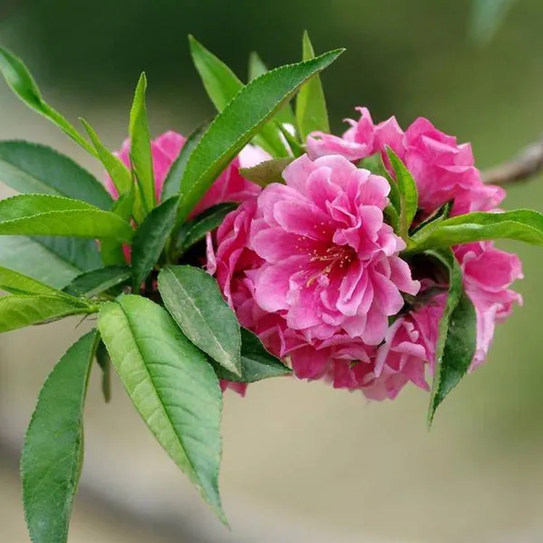 Price List of Small Prunus Persica Var. Duplex Seedlings, Quotation of Prunus Persica Var. Duplex, One Prunus Persica Var. Duplex Tree photo-5