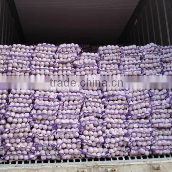 Pure White Garlic