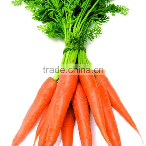 Carrots Agricultural Crops of China photo-3