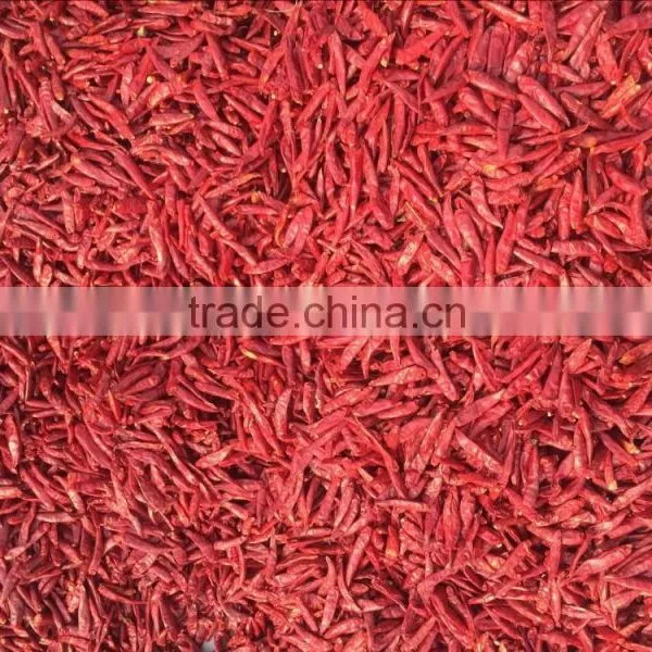 Red Chilli photo-4