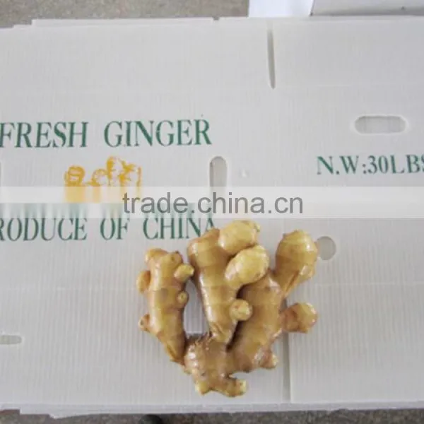 2014 New Crop Top Quality Fresh Ginger Market Price for Ginger photo-2