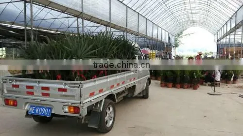 Palm Seedlings Bismarckia Nobilis photo-2