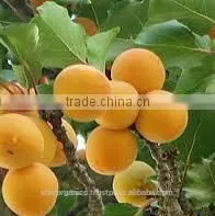 Apricot Kernel Carrier oil