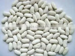 High Quality White Kidney Bean From Vietnam for Sale