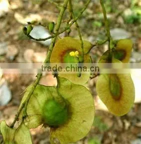 Indian Bija Foretsry Tree Seeds Pterocarpus Marsupium Rajasthan Asia photo-3