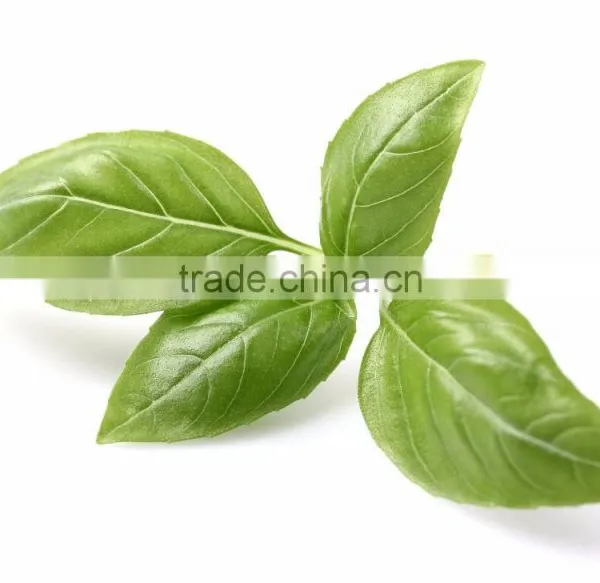 High Quality Basil Oil photo-6
