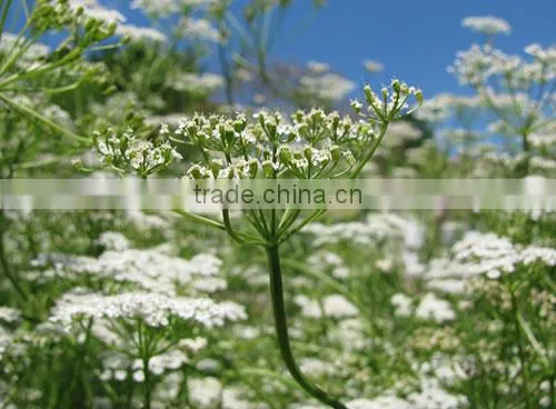 CARAWAY ESSENTIAL OIL photo-3