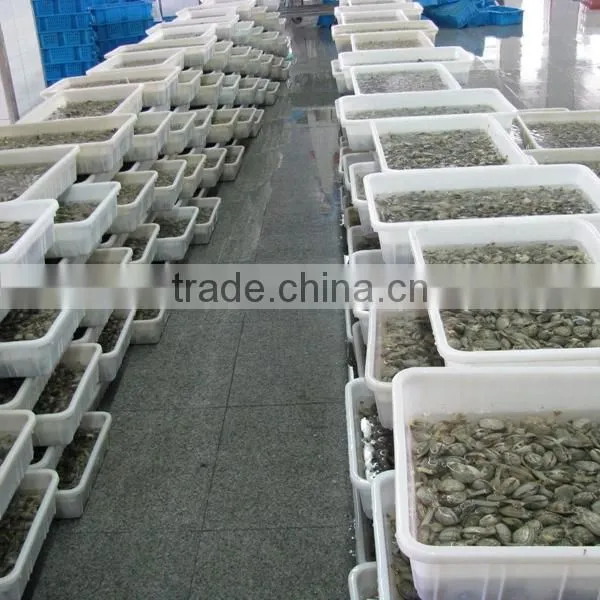 Frozen V-packed Short Necked Clam photo-3
