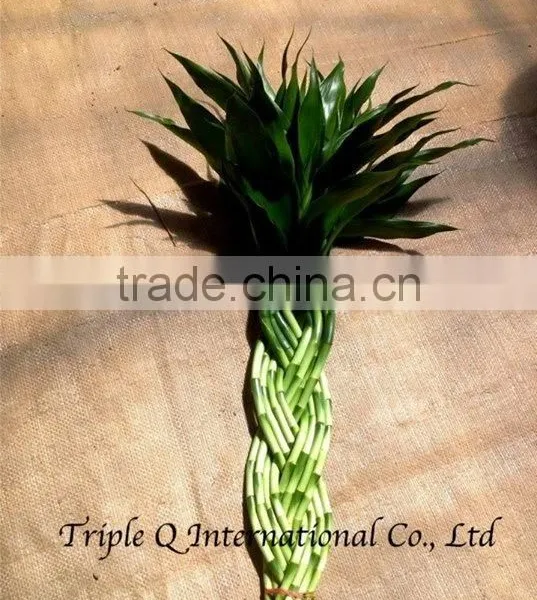 Lucky Bamboo photo-6